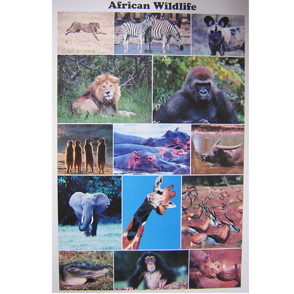 Feenixx-Poster "African Wildlife"